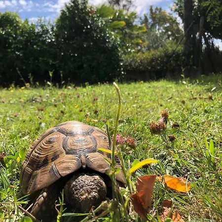 Apartment Louise A 500 M Des Plages *